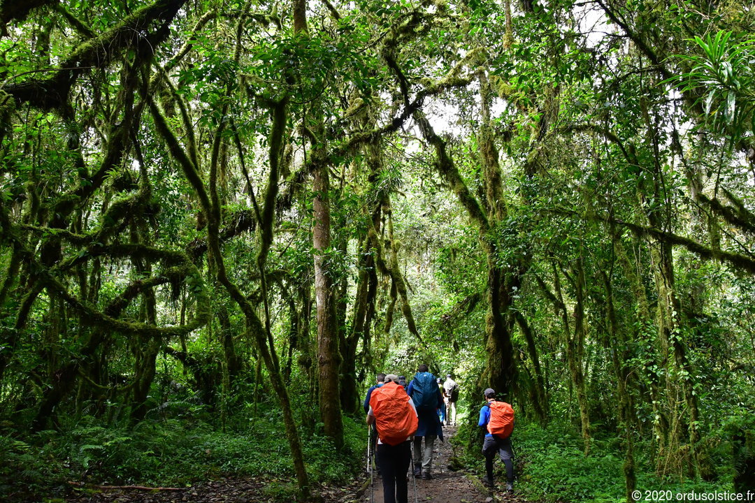 Forêt tropicale du Kilimanjaro